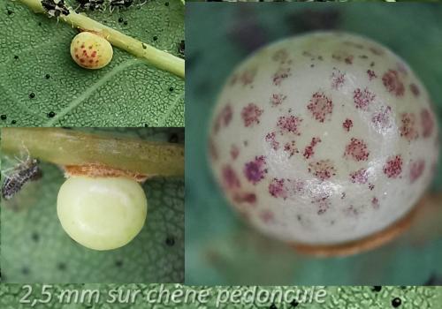 Neuroterus anthracinus